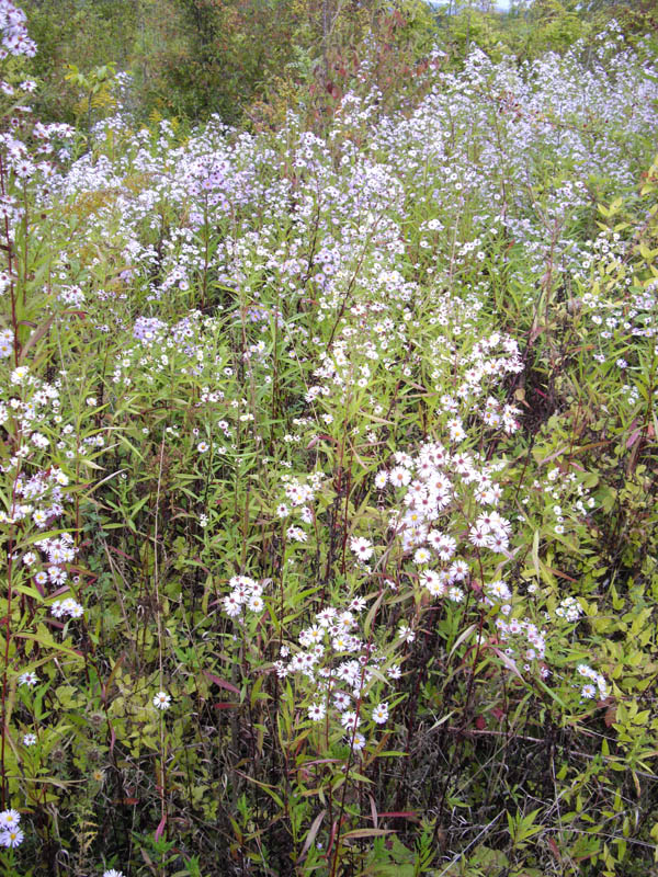 Aster sp